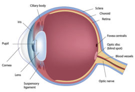 Retina Boston | Retina Specialist Boston | NEEC